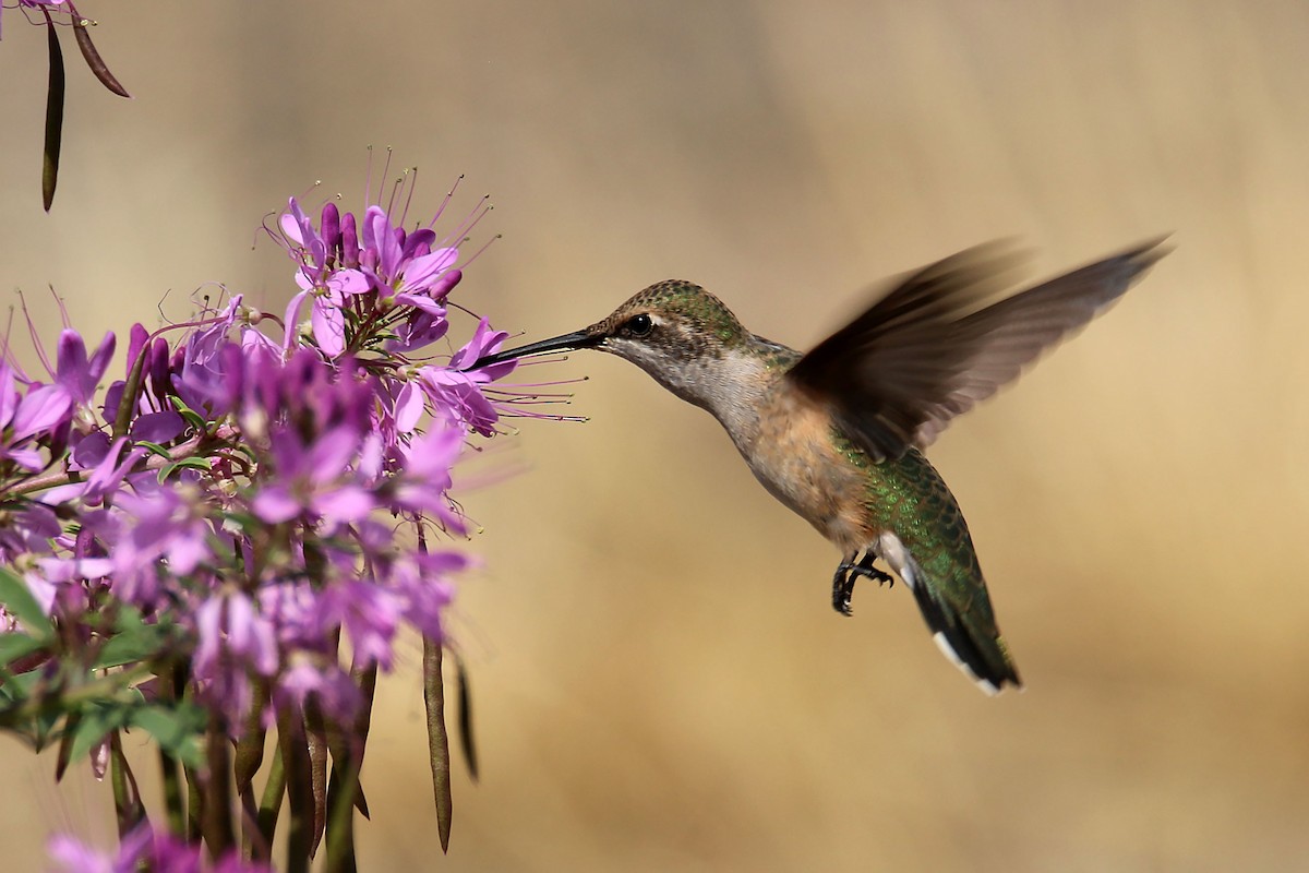 Broad-tailed Hummingbird - ML641399335