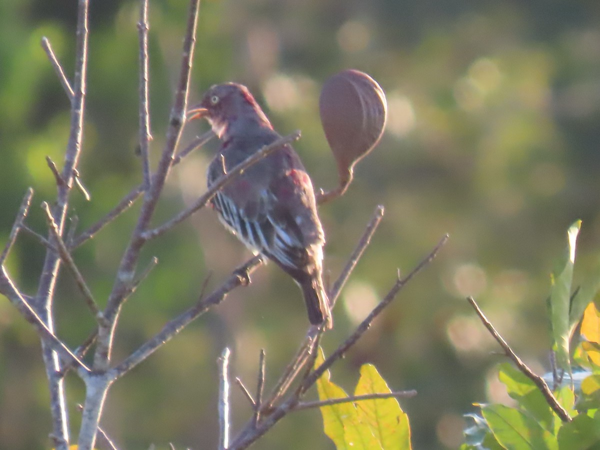 Pompadour Cotinga - ML641399336