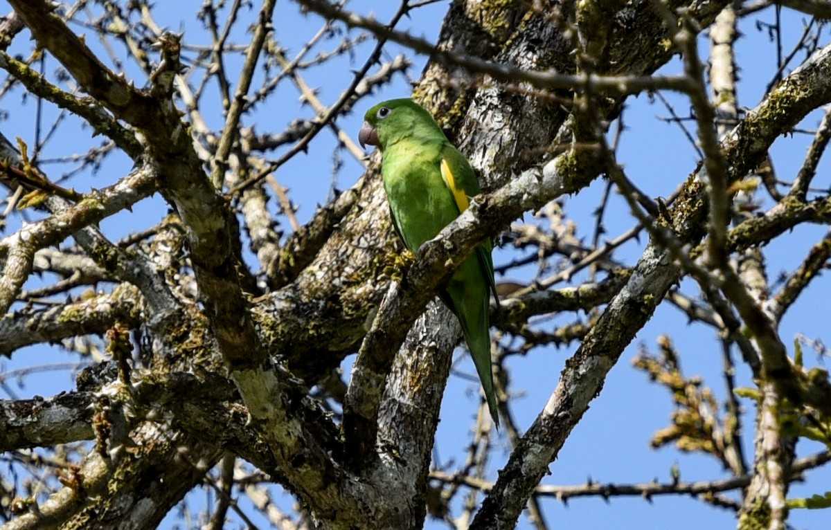 Yellow-chevroned Parakeet - ML641399345