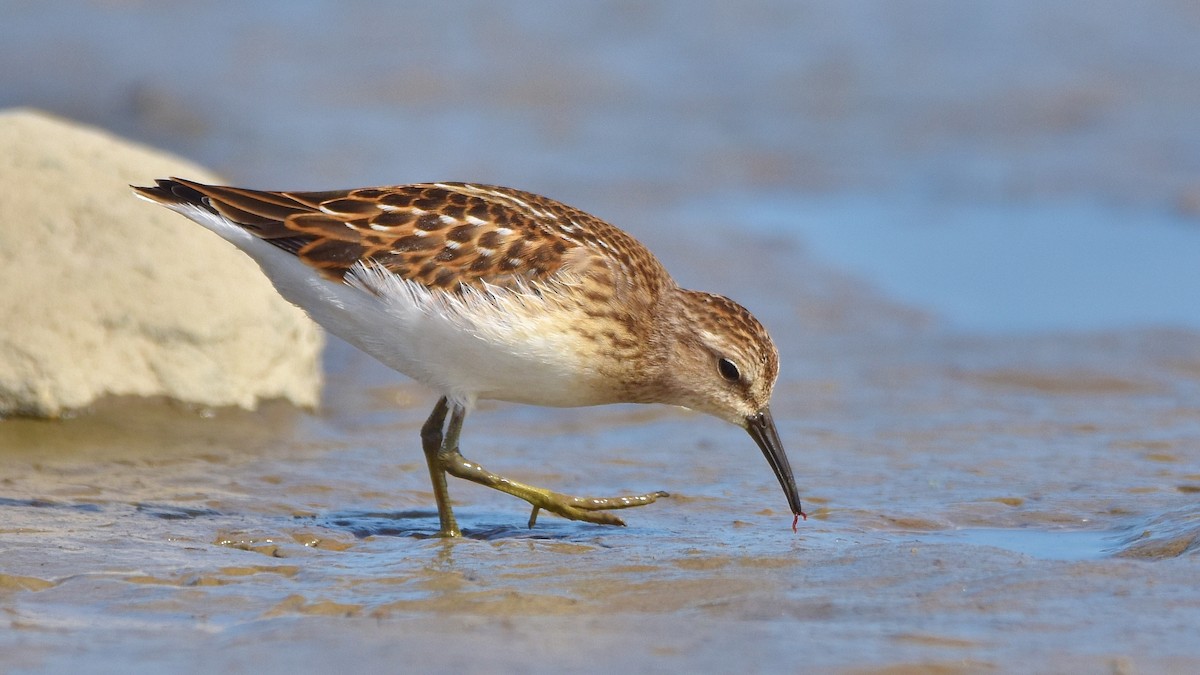 Least Sandpiper - ML641399357
