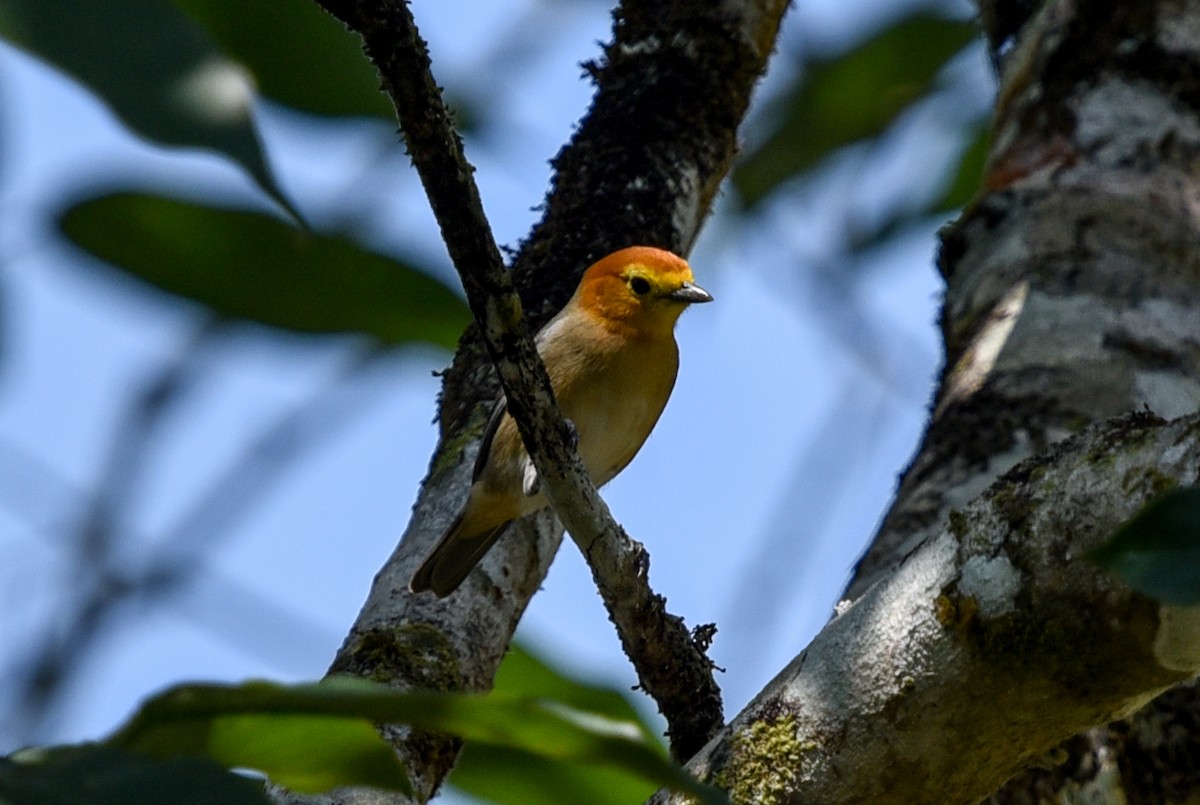 Orange-headed Tanager (Eastern) - ML641399377