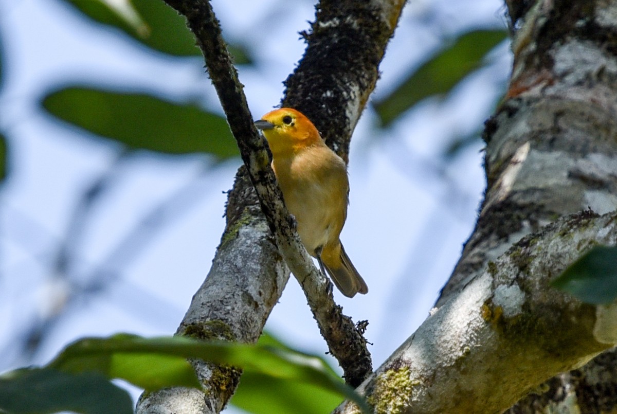 Orange-headed Tanager (Eastern) - ML641399378