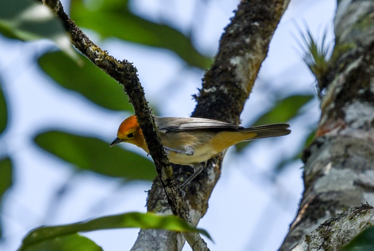 Orange-headed Tanager (Eastern) - ML641399379