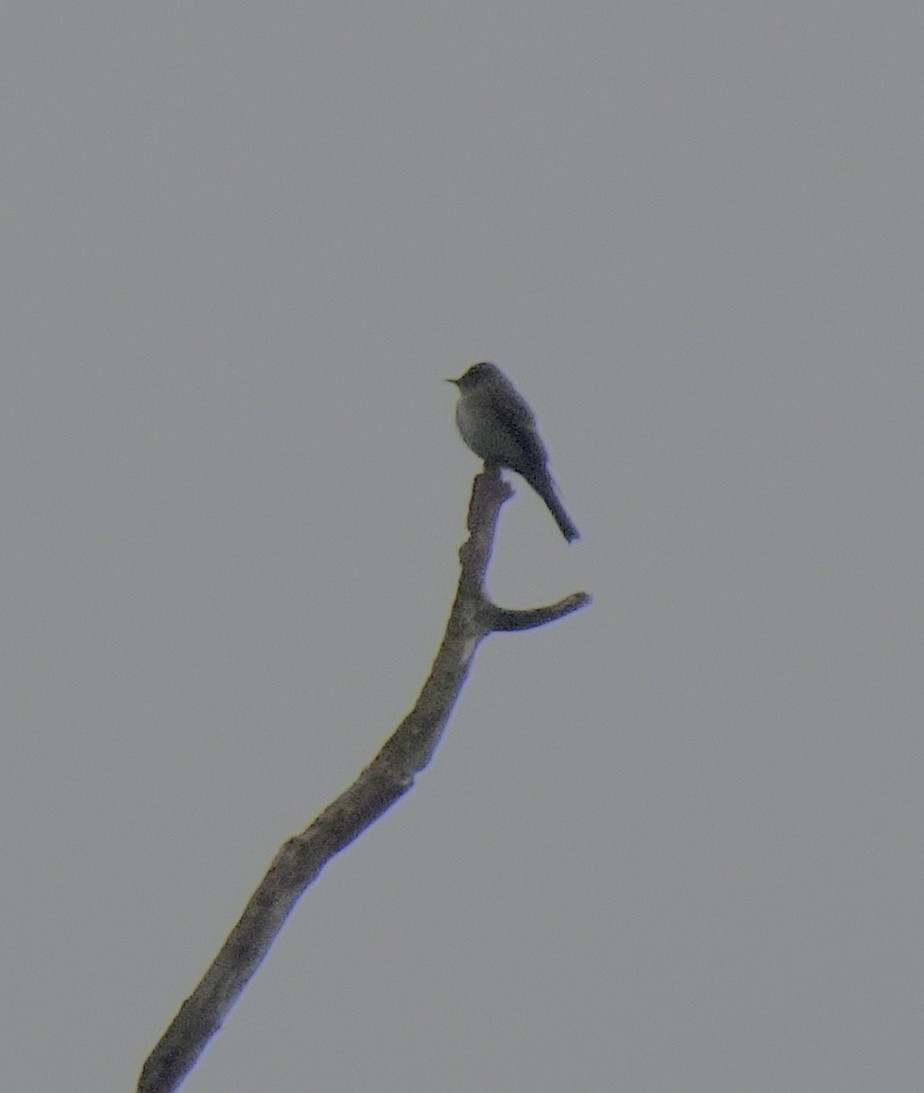 Eastern Wood-Pewee - ML641399383