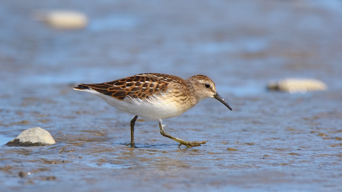 Least Sandpiper - ML641399389
