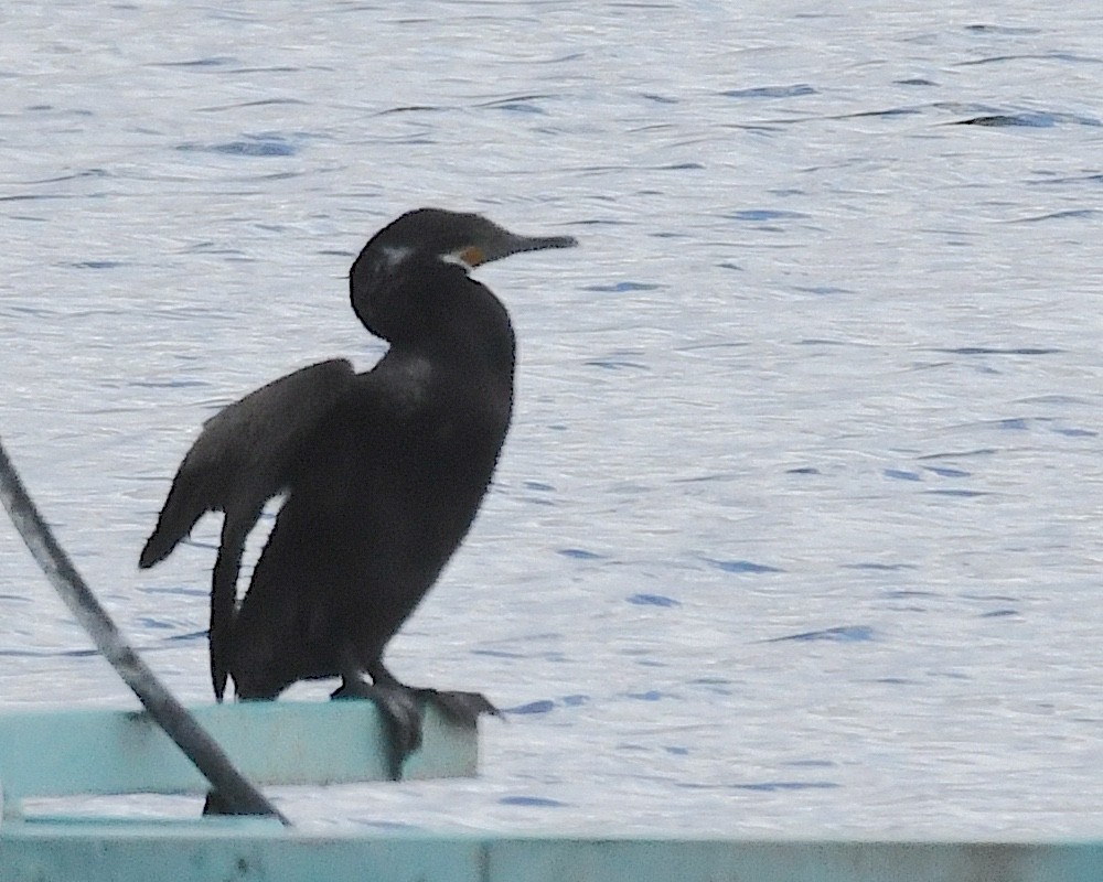 Neotropic Cormorant - ML641399395