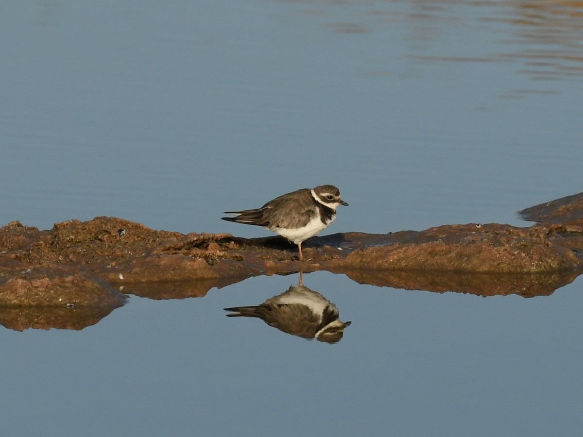 Common Ringed Plover - ML641399406