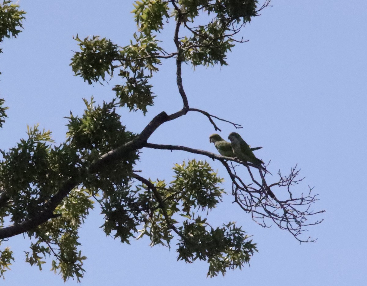 Monk Parakeet - ML641399432