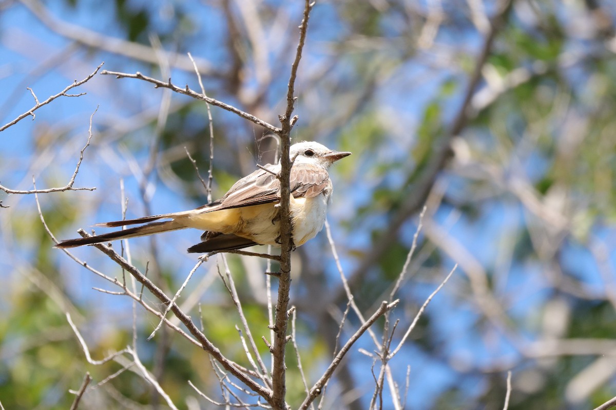 Scissor-tailed Flycatcher - ML641399456