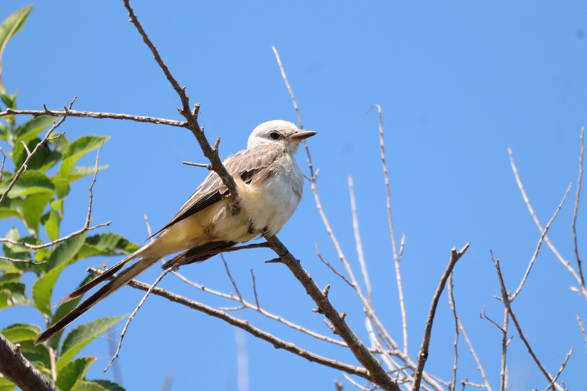 Scissor-tailed Flycatcher - ML641399457