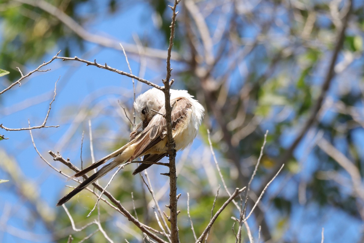 Scissor-tailed Flycatcher - ML641399458