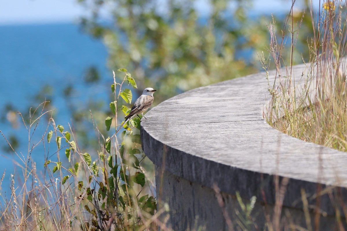 Scissor-tailed Flycatcher - ML641399459