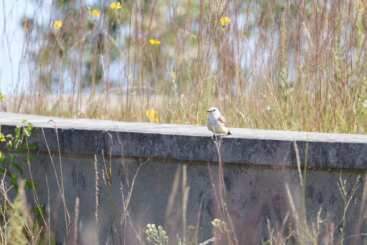 Scissor-tailed Flycatcher - ML641399460