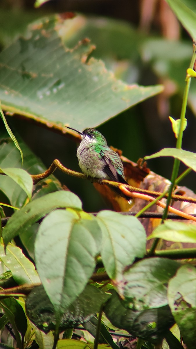 Green-crowned Brilliant - ML641399482