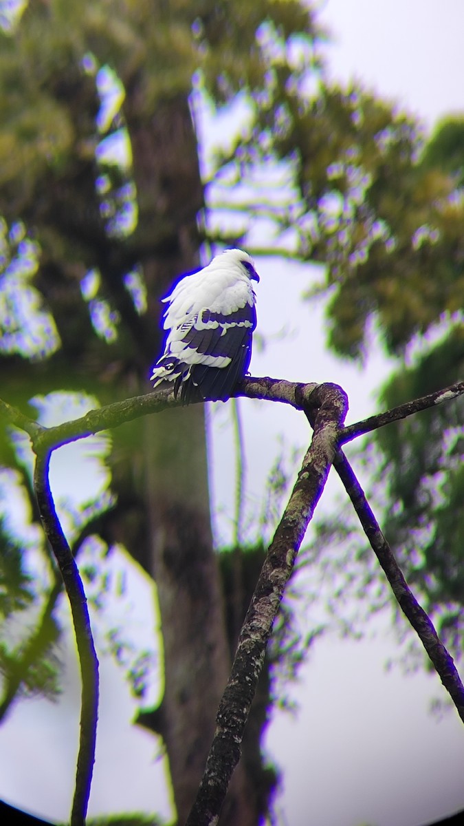 White Hawk - ML641399496