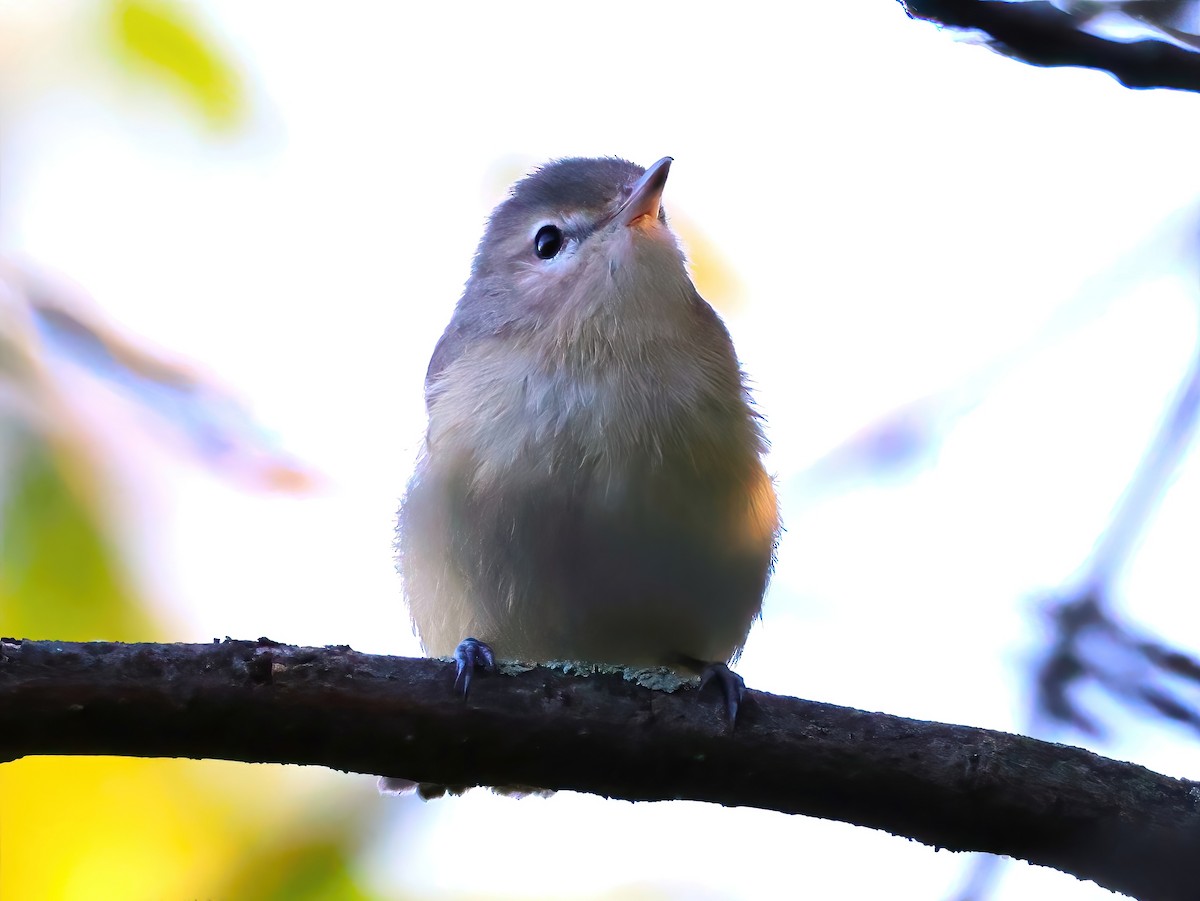 Warbling Vireo - ML641399535