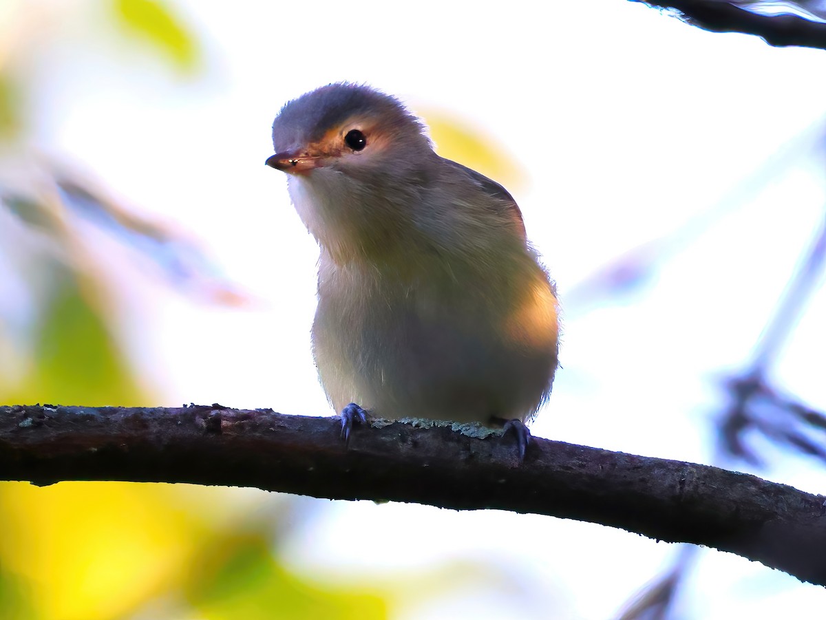 Warbling Vireo - ML641399536