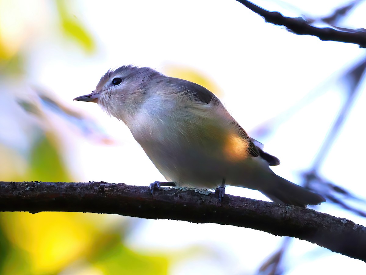 Warbling Vireo - ML641399537