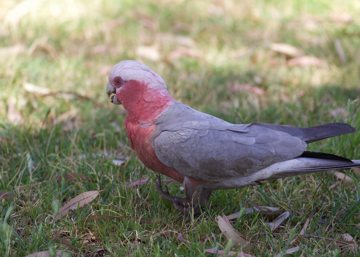 Galah - ML641399540