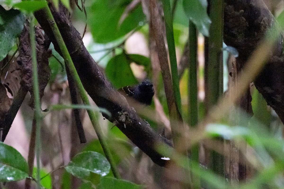 Manu Antbird - ML641399563