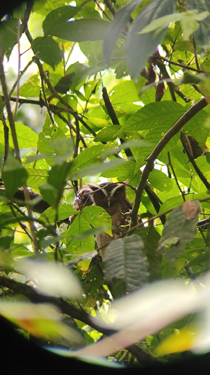 Crested Owl - ML641399572