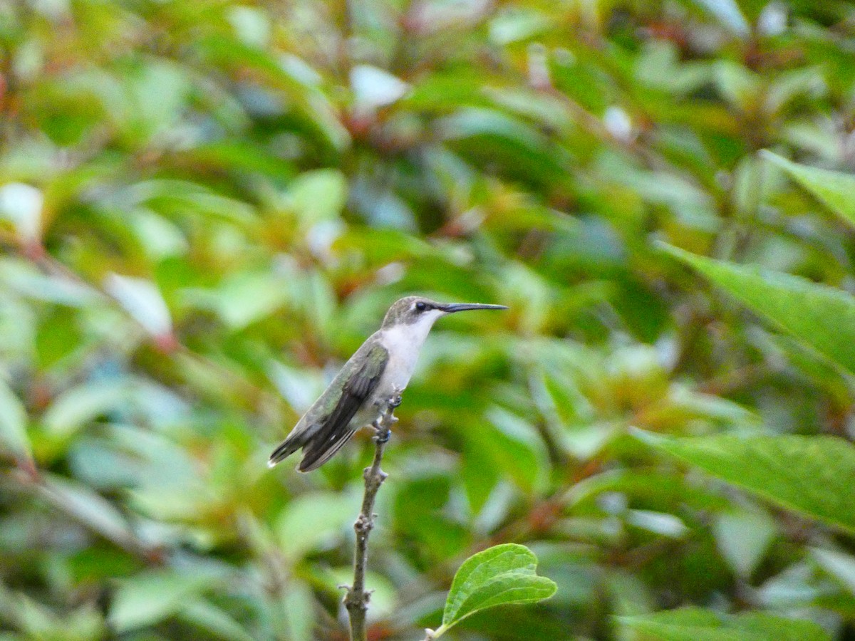 Ruby-throated Hummingbird - ML641399575
