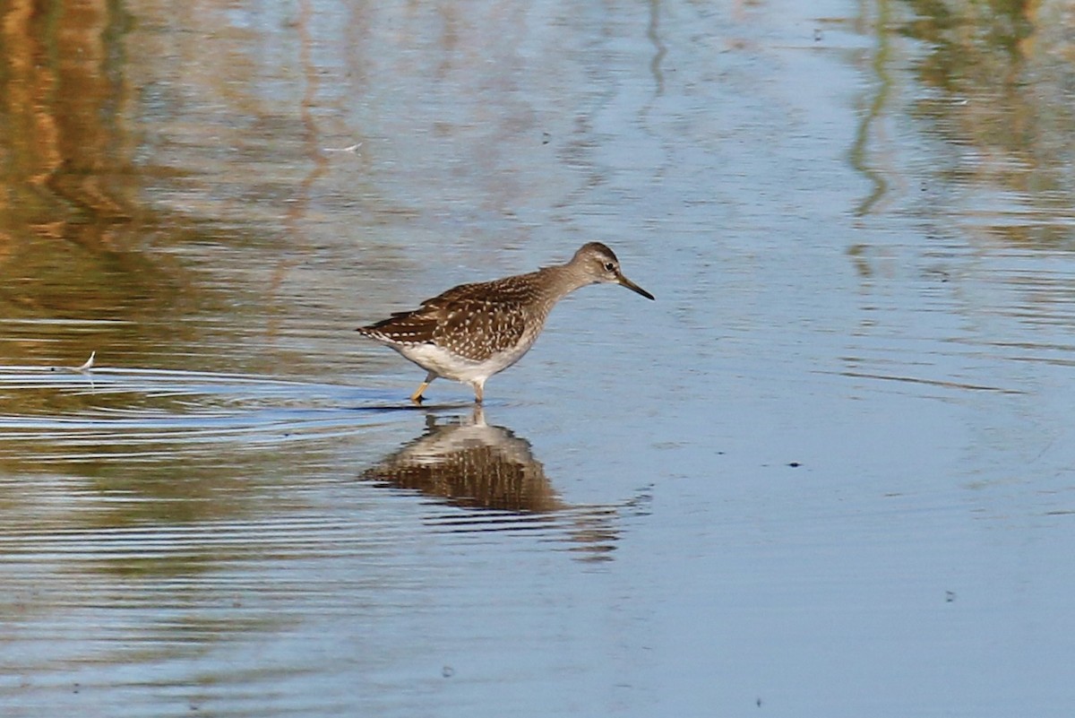 Wood Sandpiper - ML641399578