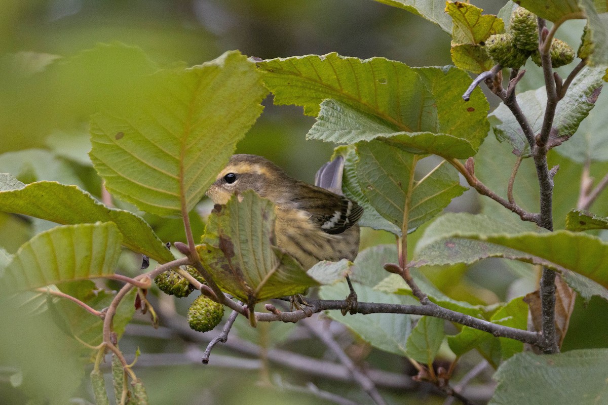 Blackburnian Warbler - ML641399581