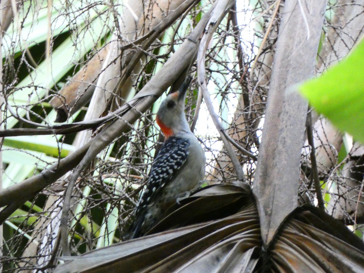 Red-bellied Woodpecker - ML641399586