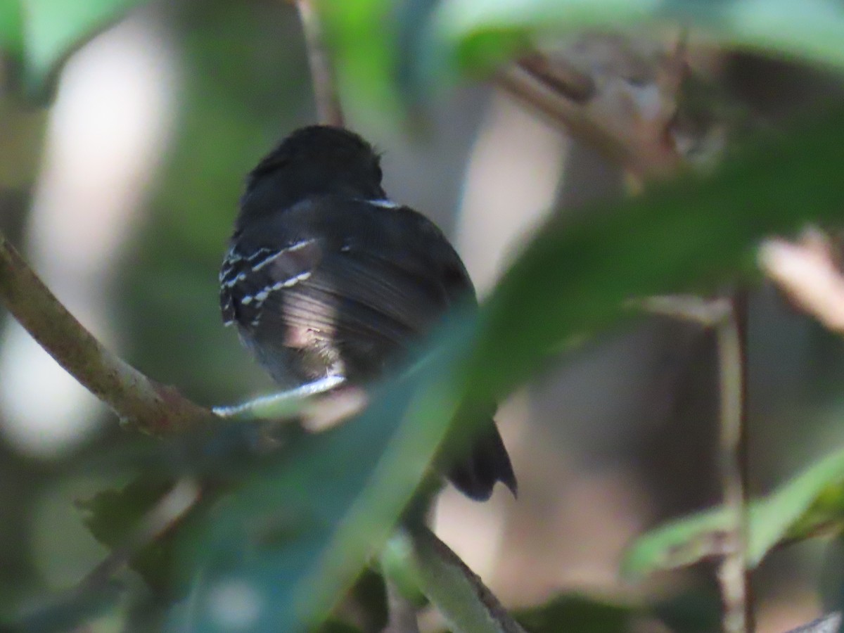 Dusky Antbird - ML641399589