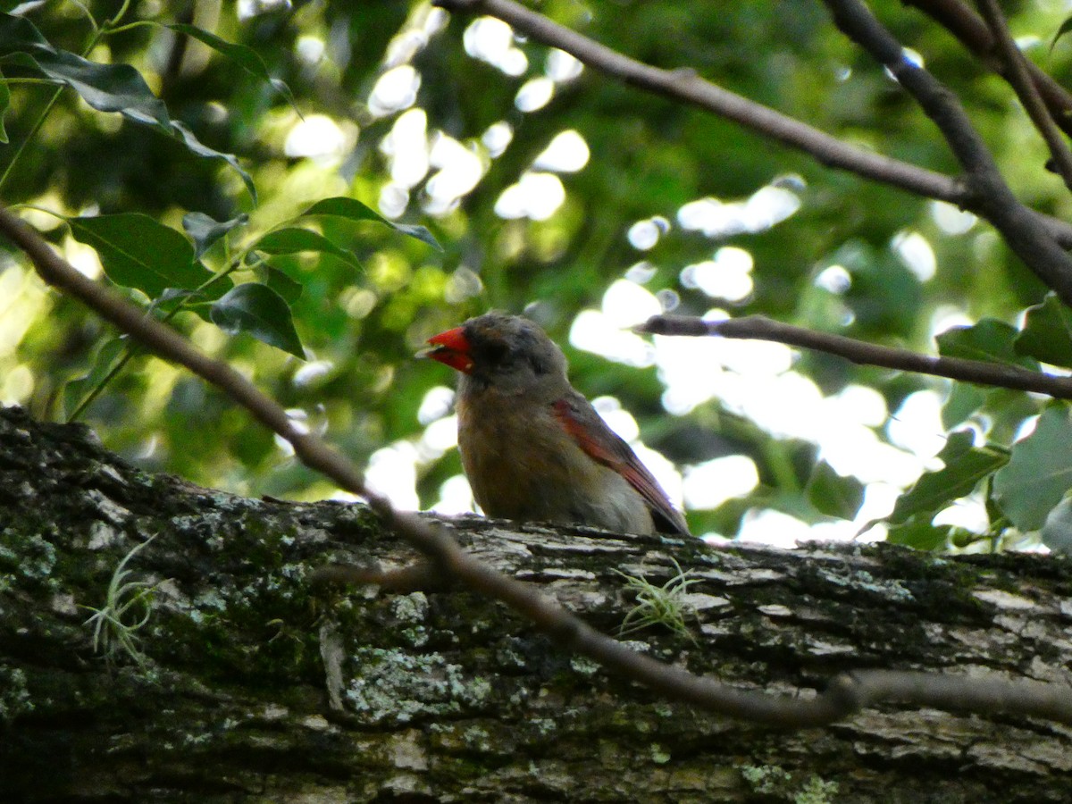 Northern Cardinal - ML641399593