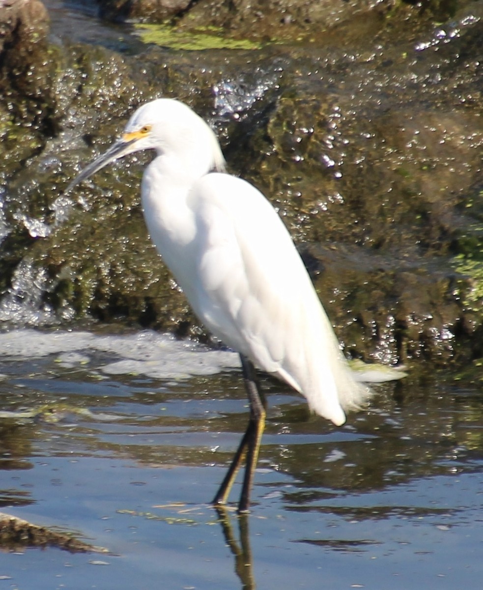Snowy Egret - ML641399615