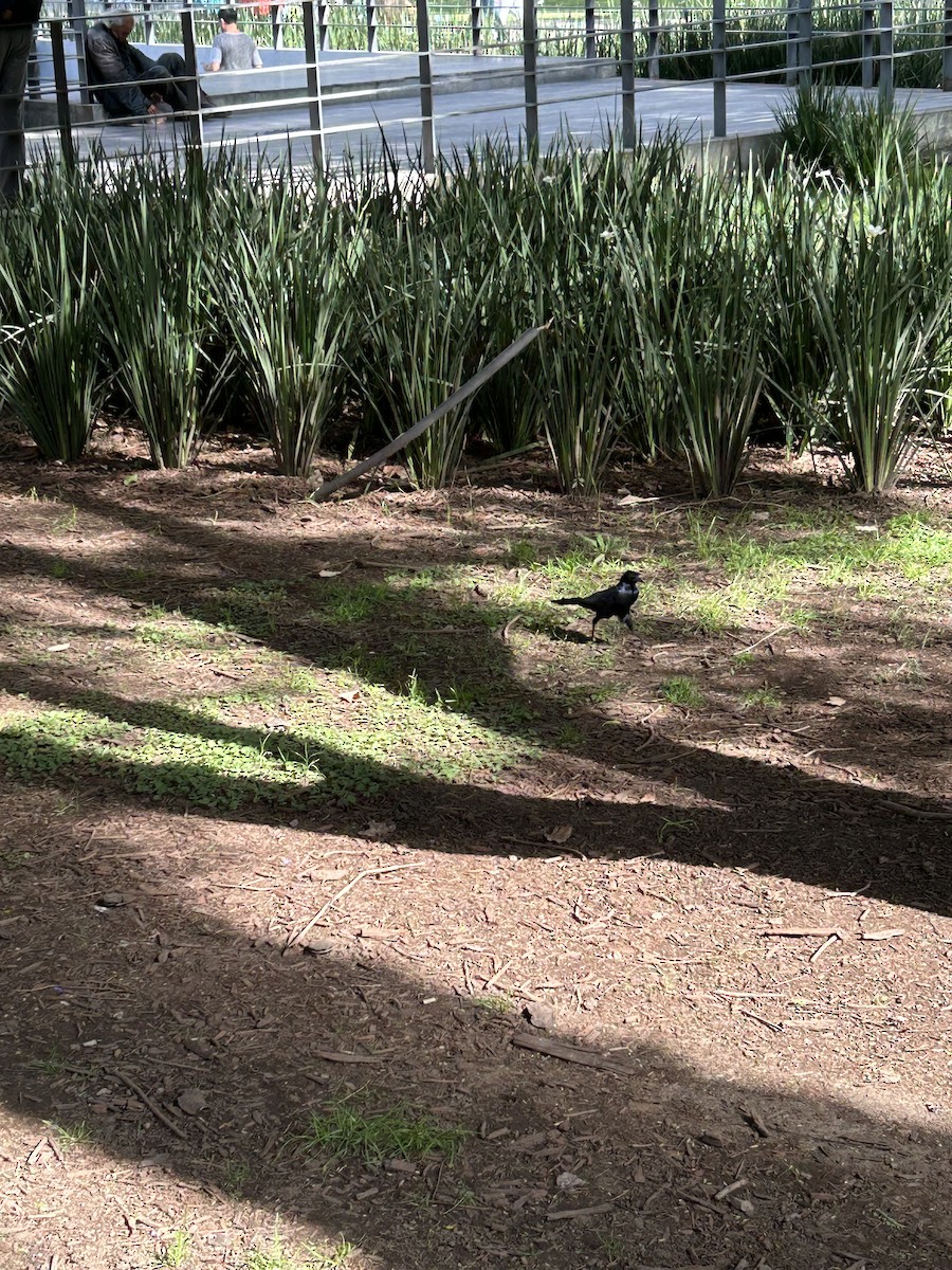 Great-tailed Grackle - ML641399618