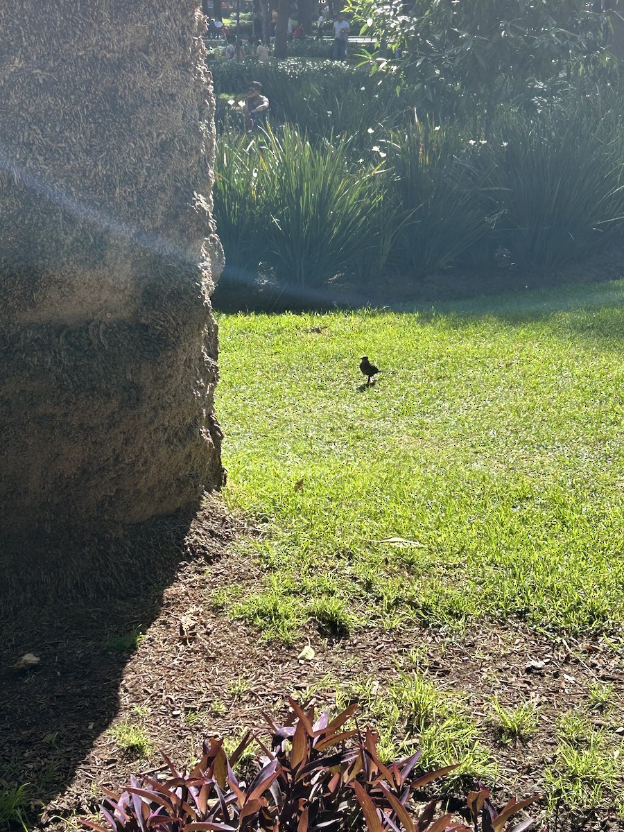 Great-tailed Grackle - ML641399619