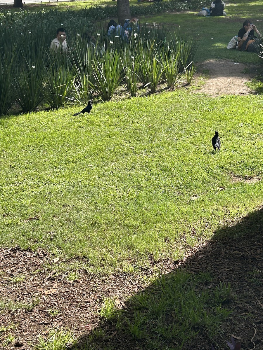 Great-tailed Grackle - ML641399620