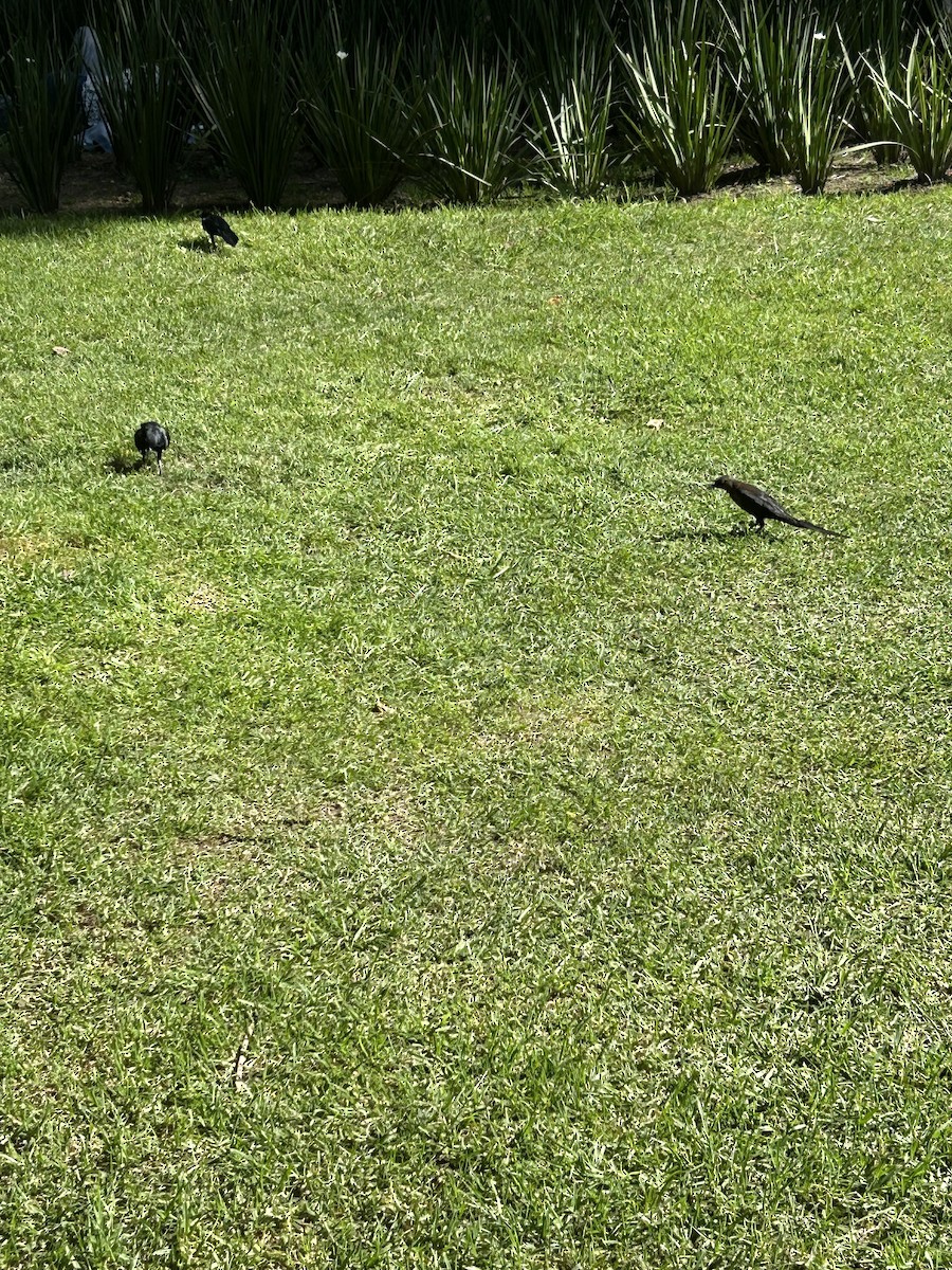 Great-tailed Grackle - ML641399621