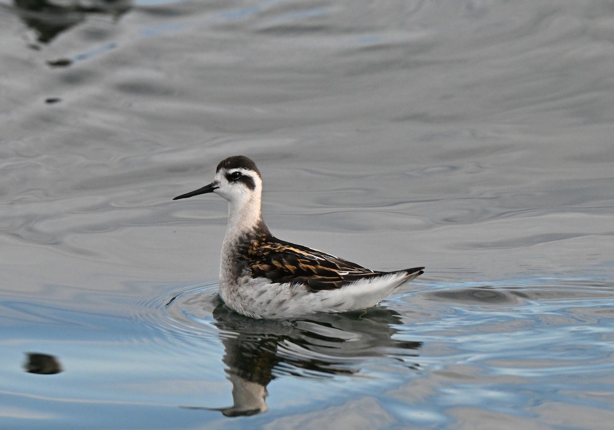 Red-necked Phalarope - ML641399626
