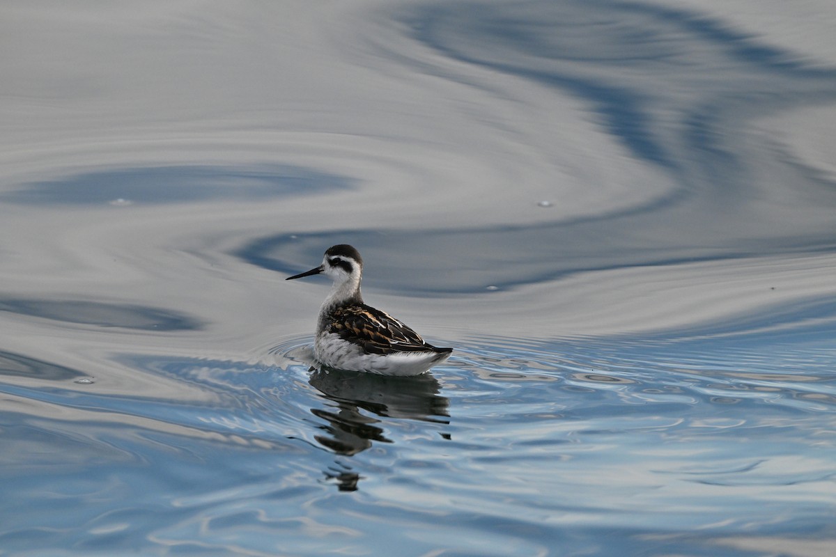 Red-necked Phalarope - ML641399627