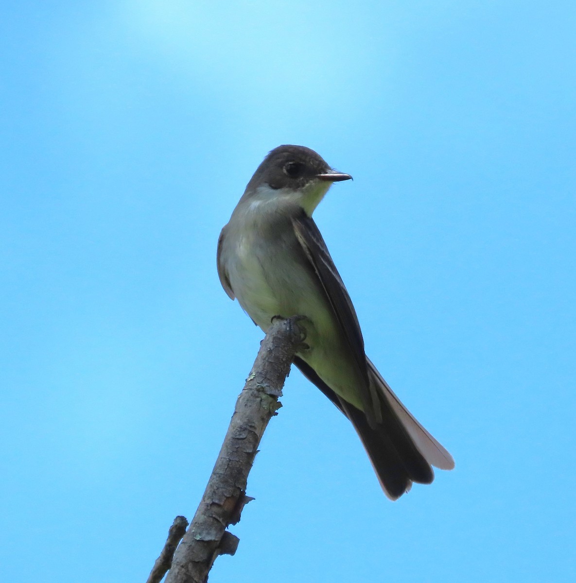Eastern Wood-Pewee - ML641399628