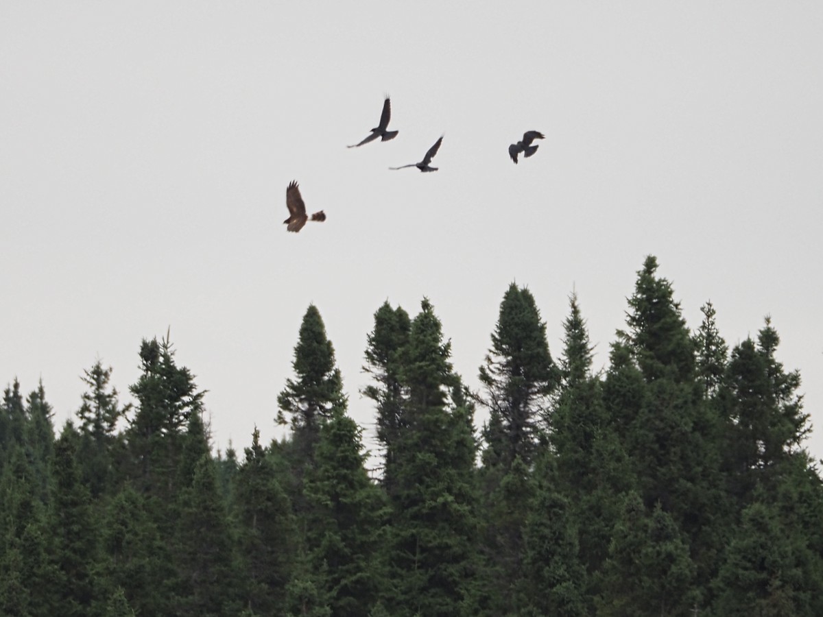 Northern Harrier - ML641399629