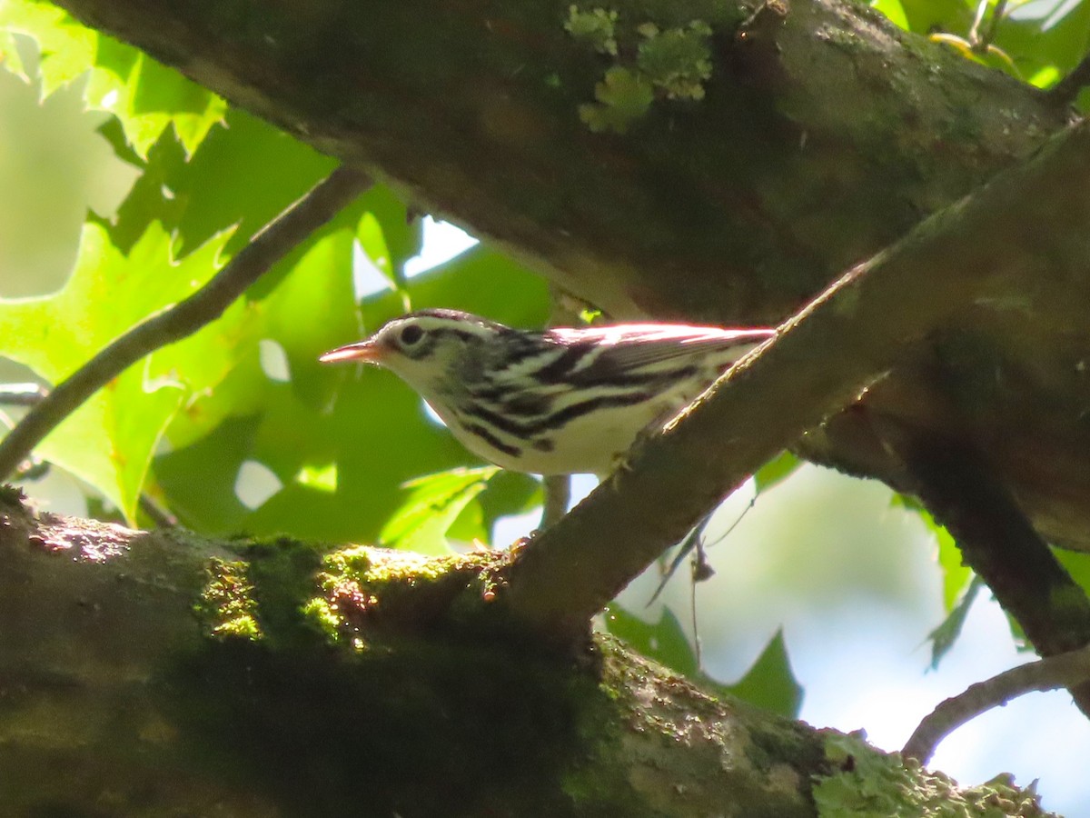 Black-and-white Warbler - ML641399631