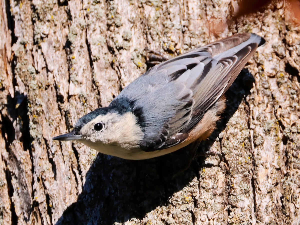 White-breasted Nuthatch - ML641399632