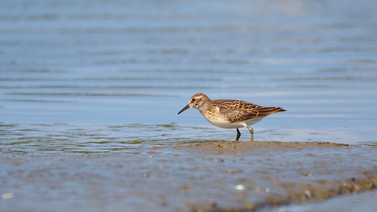 pygmésnipe - ML641399633