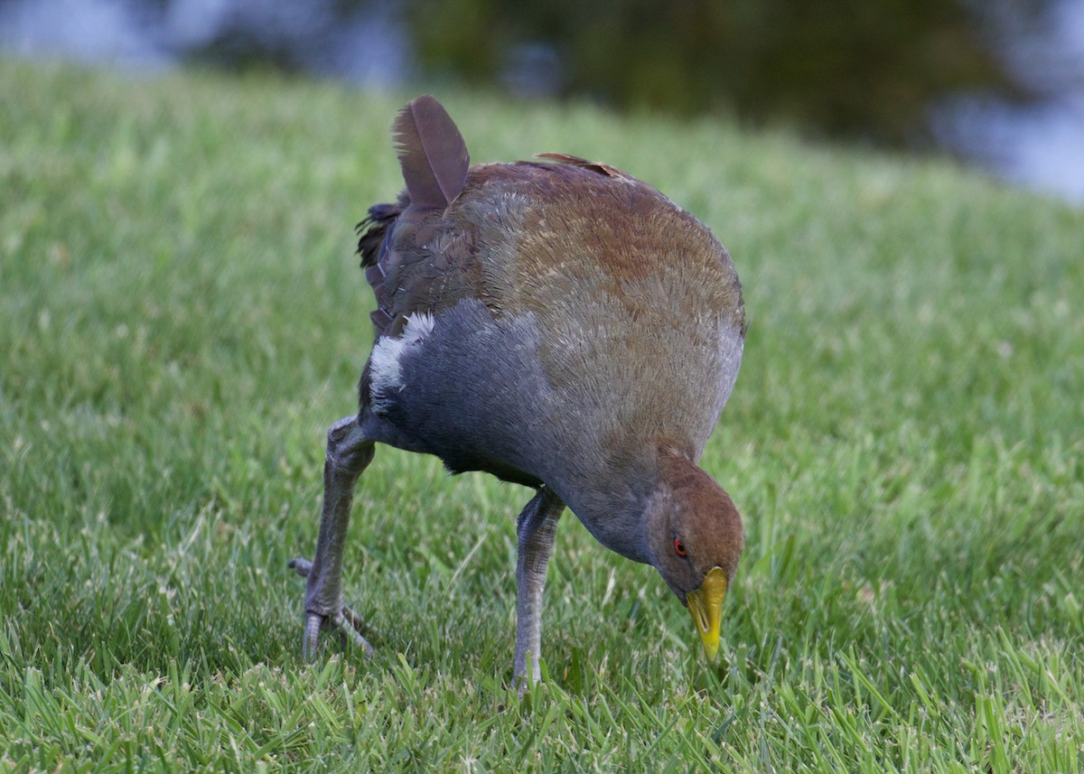 Tasmanian Nativehen - ML641399634