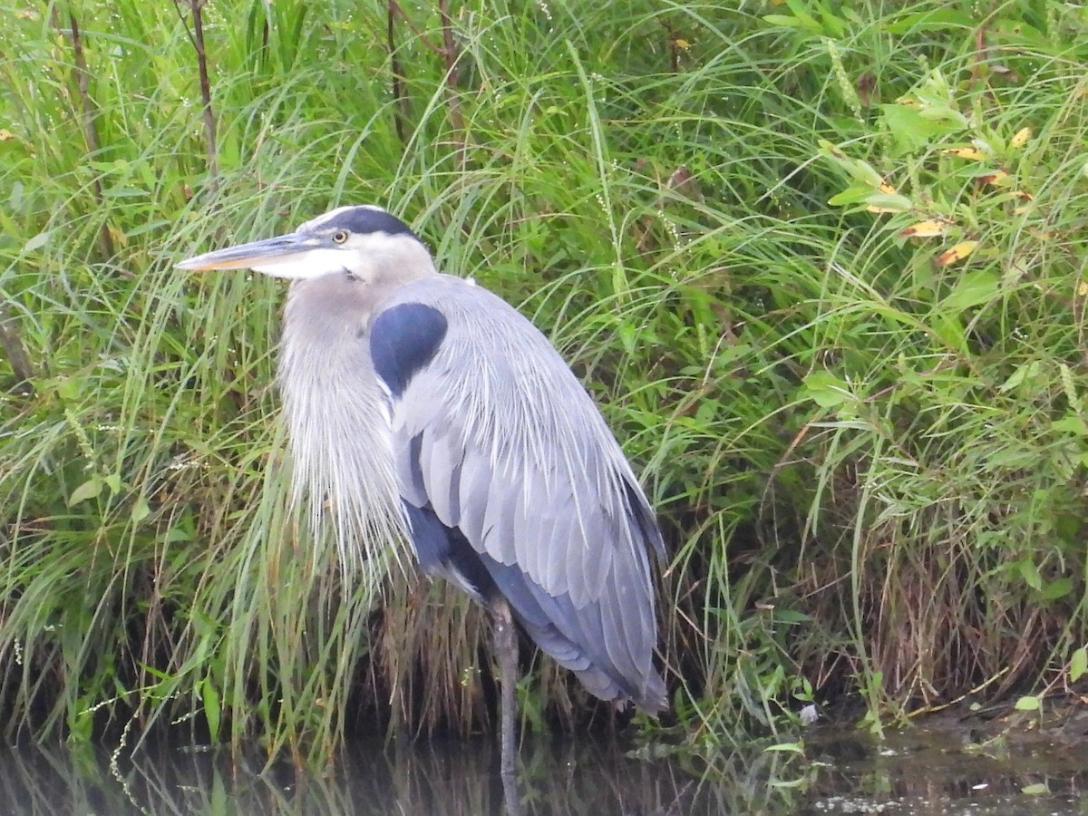 Great Blue Heron - ML641399635