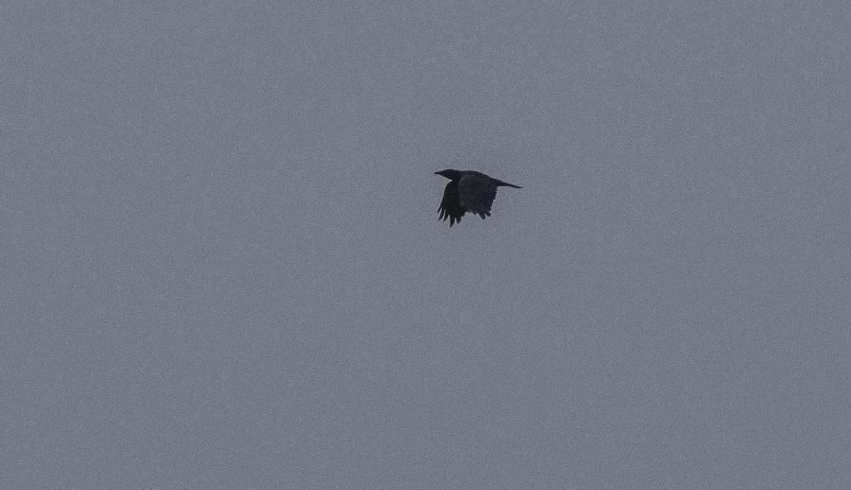 Carrion Crow - ML641399636
