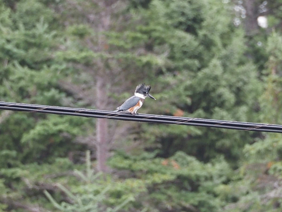 Belted Kingfisher - ML641399637