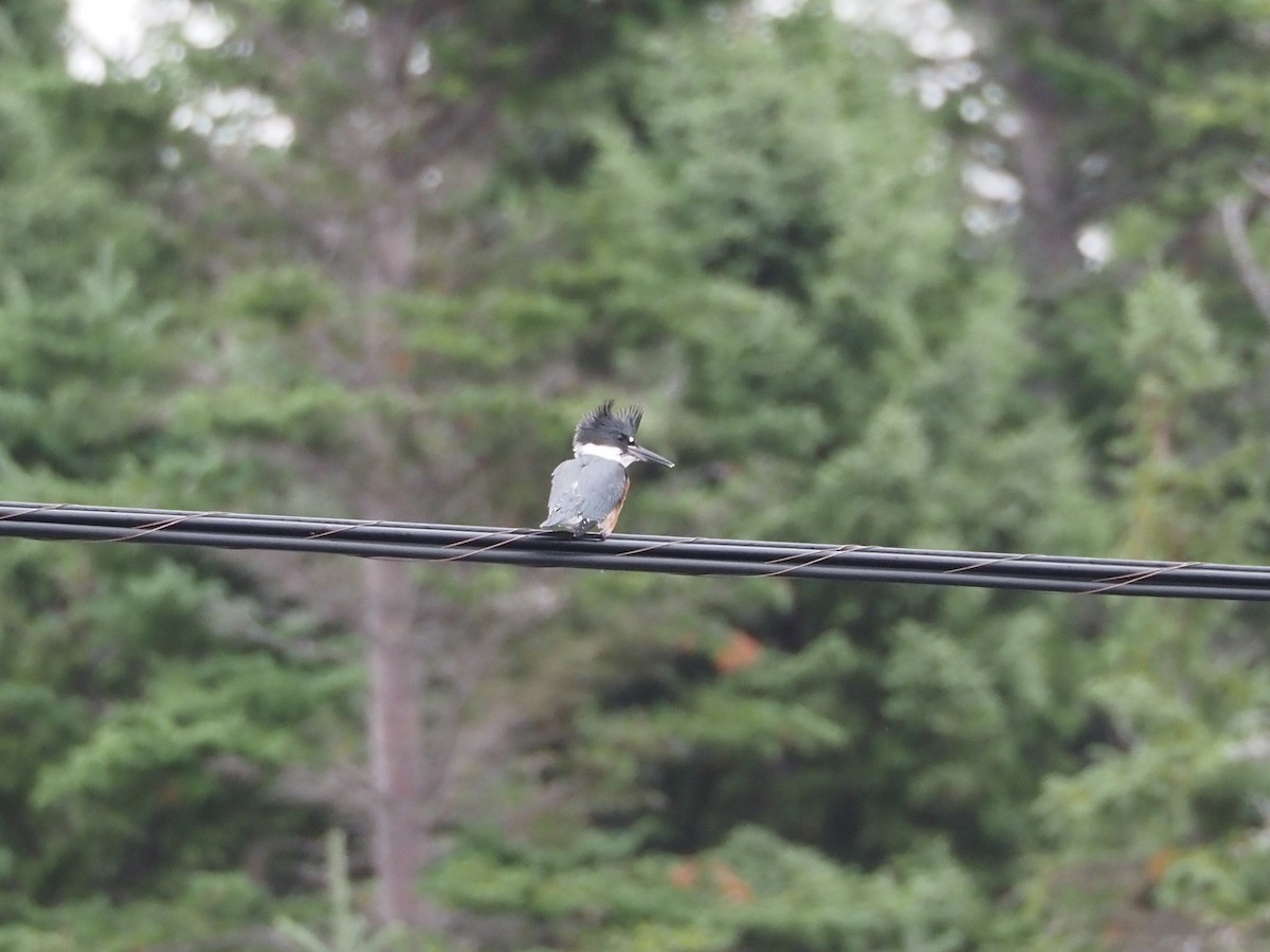 Belted Kingfisher - ML641399638