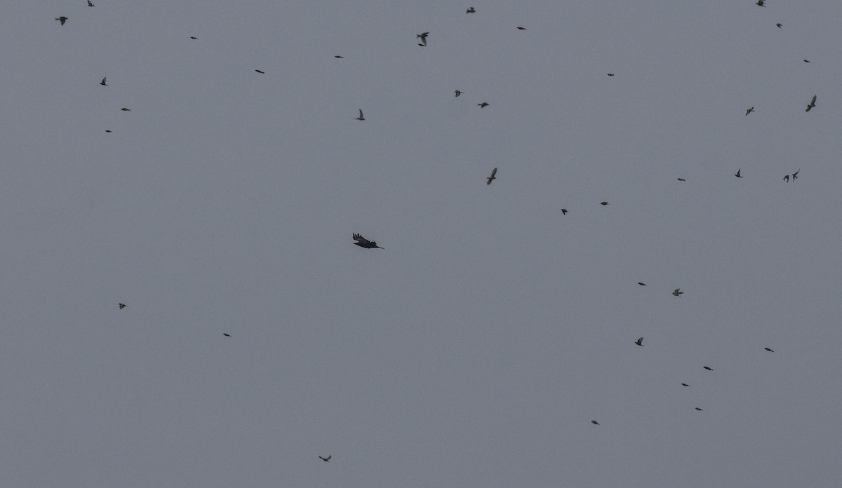 Carrion Crow - ML641399645