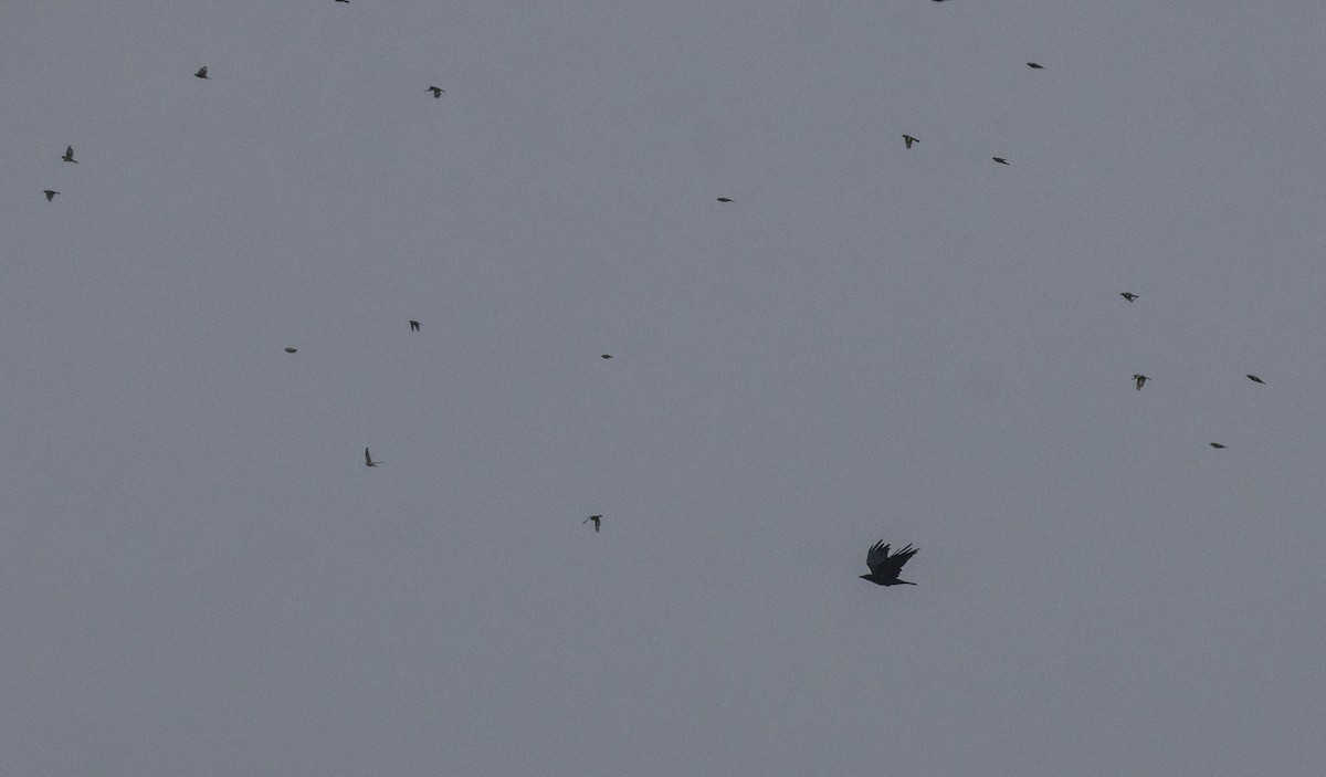 Carrion Crow - ML641399646